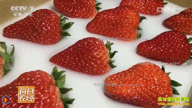 [ÿ��ũ��]�������ۣ����������Ĳ�ݮƫ�к�