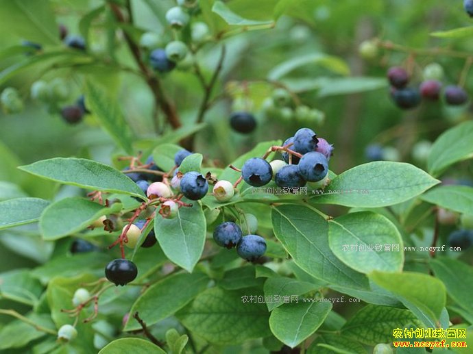 2017����ݮ��ֲǰ����Ч�����