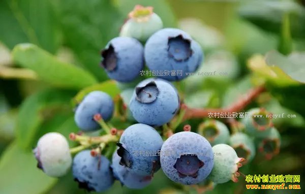 2017����ݮ��ֲǰ����Ч�����