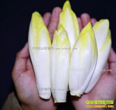 ũ����ֲ��ײˡ�����������ÿ������5��Ǯ��