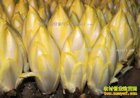 ũ����ֲ��ײˡ�����������ÿ������5��Ǯ��