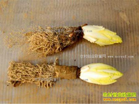 ũ����ֲ��ײˡ�����������ÿ������5��Ǯ��