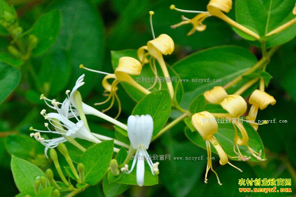 2017����ֲ��Щ��ҩ��ǰ����-������