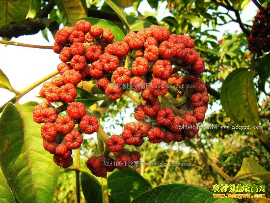 2017����ֲ��Щ��ҩ��ǰ����-�л�������