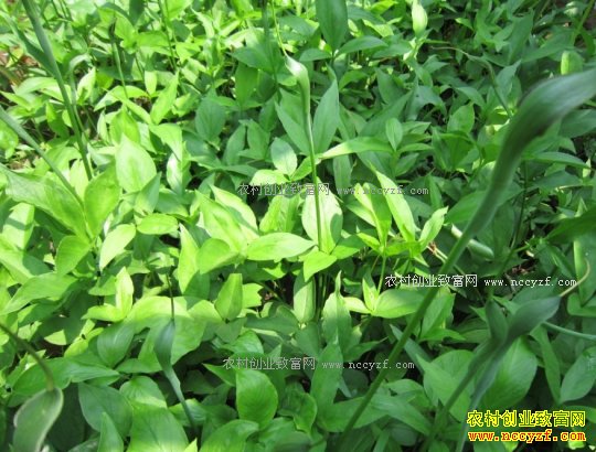 2017����ֲ��Щ��ҩ��ǰ����-������