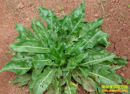 2017����ֲ��Щ��ҩ��ǰ����-̫��1�Ű�����