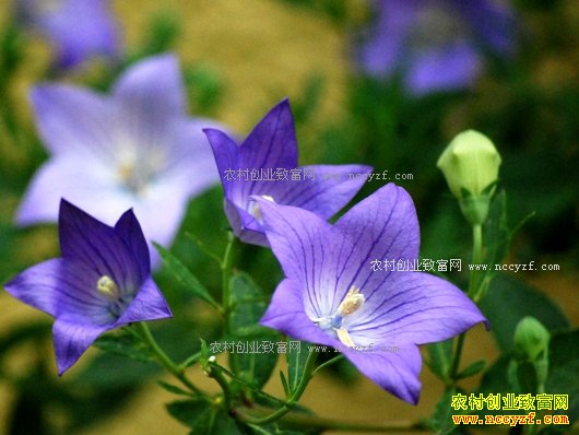 2017����ֲ��Щ��ҩ��ǰ����-ҩʳ�����޲���۹�