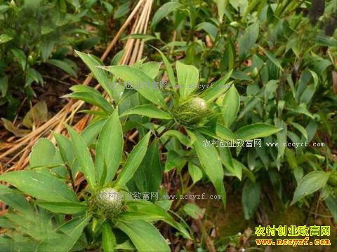 2017����ֲ��Щ��ҩ��ǰ����-�����