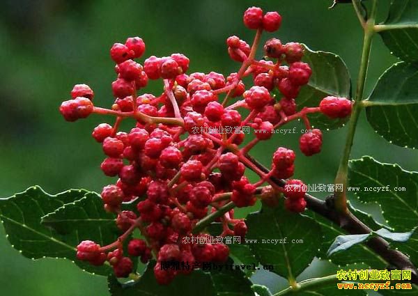 2017����ֲ��Щ��ҩ��ǰ����-������Ʒ�֡�����ۡ�