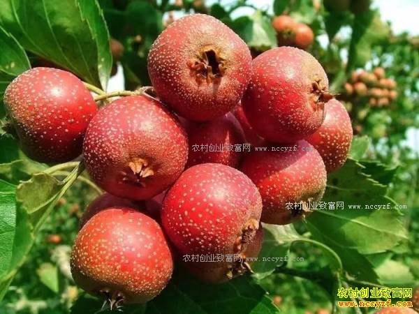 2017����ֲ��Щ��ҩ��ǰ����-�����ɽ�