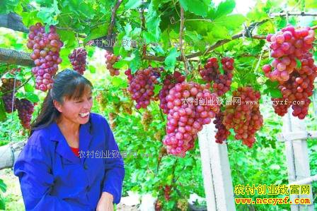 2017����ֲʲô������׬Ǯ-���������޺�С����