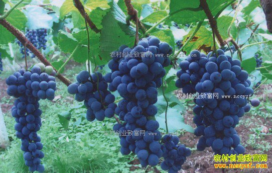 2017����ֲʲô������׬Ǯ-�¸�ɽ����