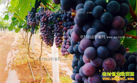 2017����ֲʲô������׬Ǯ-����������