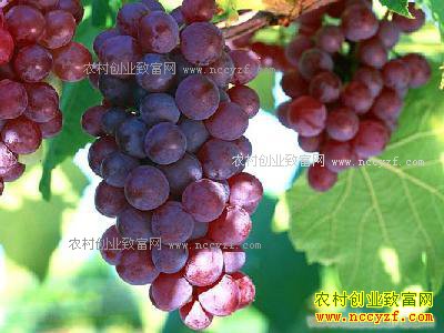 2017����ֲʲô������׬Ǯ-�츻ʿ����