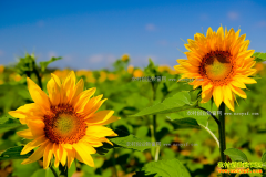 �����������ز���������ֲ���տ�3��Ķ����ǧ��Ԫ