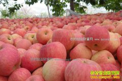 2017�괺�ں�ƻ���۸�Ԥ�⣺ƻ���۸��е�ƫ������ǰ����