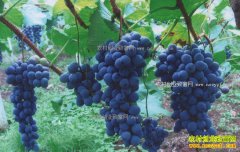 2017����ֲʲôƷ��������׬Ǯ