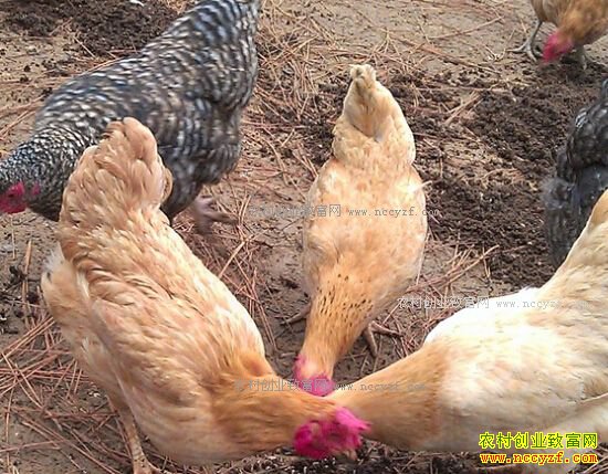 2017��ë���۸�����Ԥ�⣺�����°��꼦�ۻ򷴵�