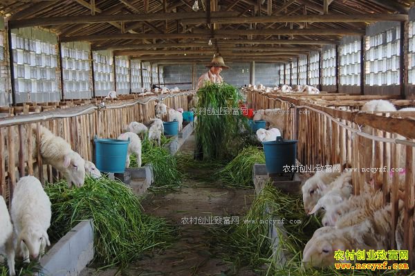 2017������׬Ǯ��ũ������ɢ��δ��·�ںδ�