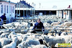 ɽ������Ů�������ַ���������32��Ԫ