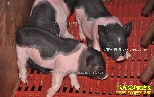 2017���������������ߺͱ�׼