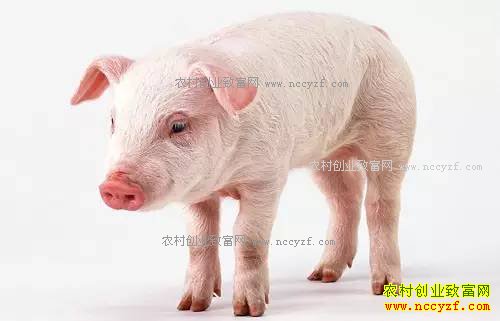 2017���������������ߺͱ�׼