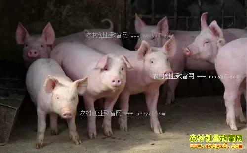 2017���������������ߺͱ�׼