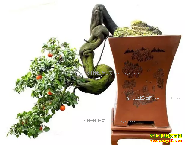 �������ʣ��辰��ֲ��ũ���¸�����Ŀ