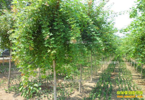 2017����ľ��ҵ��չǰ��Ԥ��