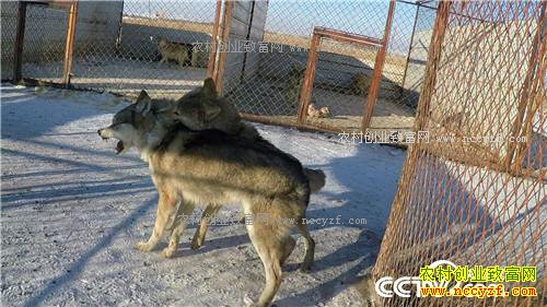 �Ƕ�Ⱥ����׬����(2017.01.12)