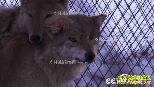 �Ƕ�Ⱥ����׬����(2017.01.12)