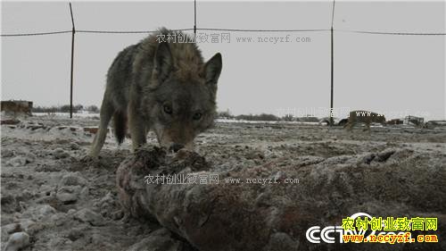 �Ƕ�Ⱥ����׬����(2017.01.12)