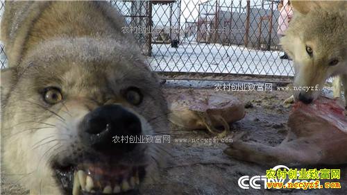 �Ƕ�Ⱥ����׬����(2017.01.12)