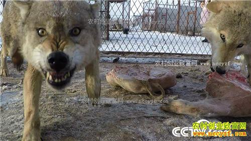 �Ƕ�Ⱥ����׬����(2017.01.12)