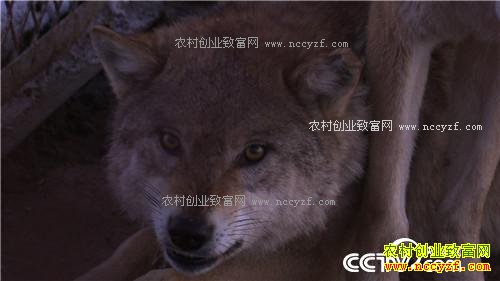 �Ƕ�Ⱥ����׬����(2017.01.12)