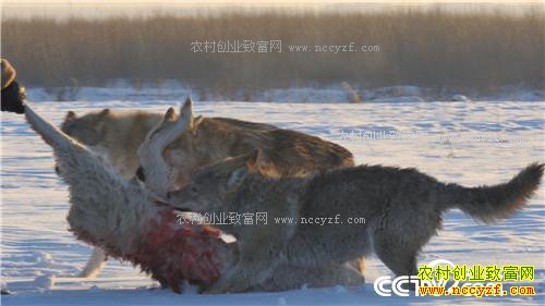 �Ƕ�Ⱥ����׬����(2017.01.12)