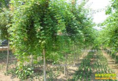 2017����ľ��ҵ��չǰ��Ԥ��