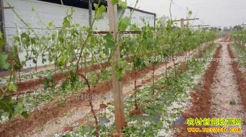 ������������Ҫ��˪����