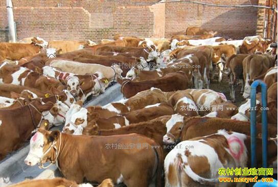 ��η���ţ�����ж���