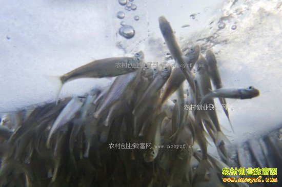 ��������������ֹ��ȱ����