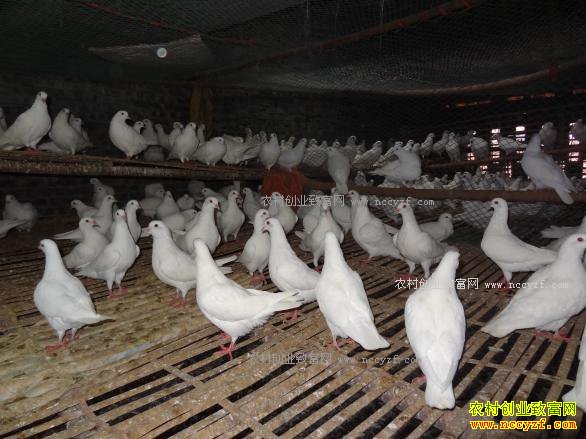 δ��������׬Ǯ��7��ũ���¸���Ŀ-�����ֳ