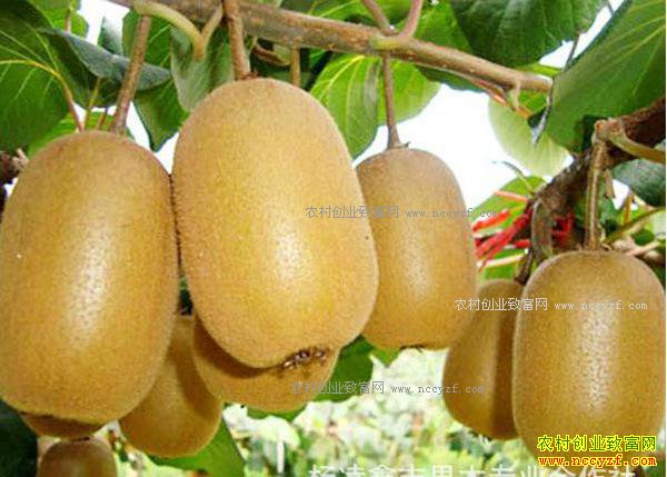 δ��������׬Ǯ��7��ũ���¸���Ŀ-����⨺�����ֲ