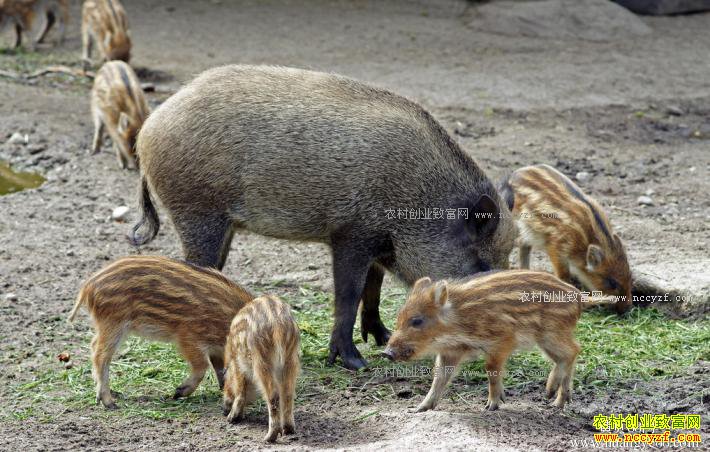 δ��������׬Ǯ��7��ũ���¸���Ŀ-Ұ����ֳ