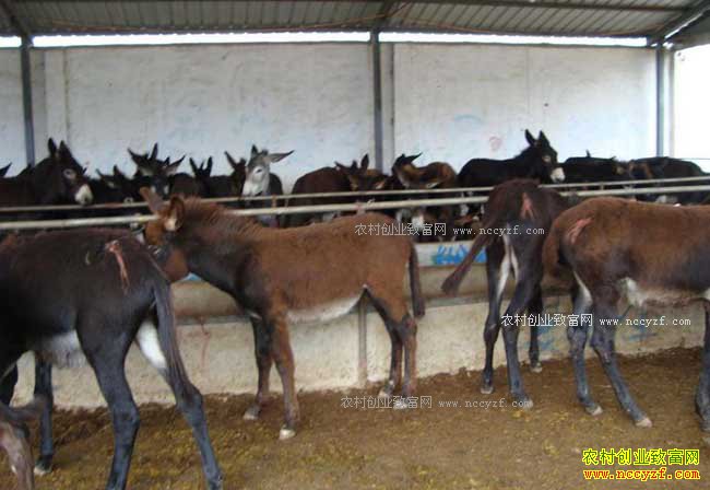 ��¿׬Ǯ�� 2017����¿��ֳǰ������