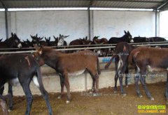 ��¿׬Ǯ�� 2017����¿��ֳǰ������