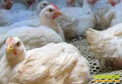 �⼦�۸�Ϊɶ�µ����⼦�۸��½�ԭ���ǹ������󲢷�������