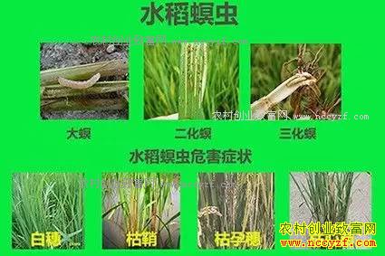 2017��ũ����ʮ�󲡳溦�෢��������Ԥ��