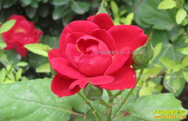 2017��õ�廨�۸�Ԥ�⣺õ�廨�۸�һ·���� �����������˽�