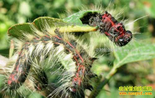 ��ô����ӣ������ë�棿