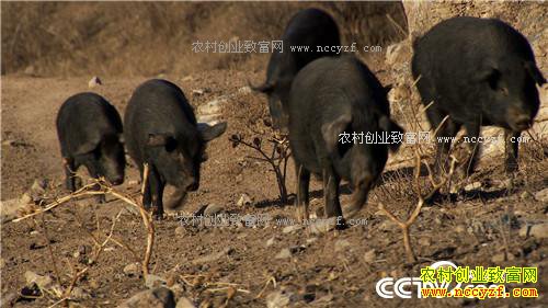 һ�������¸������¸�����(2017.01.16)